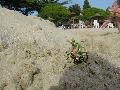 gal/Saison VTT 2008/Le_VC_Hettange_au_Roc_Azur_2008/_thb_DSC09191.JPG